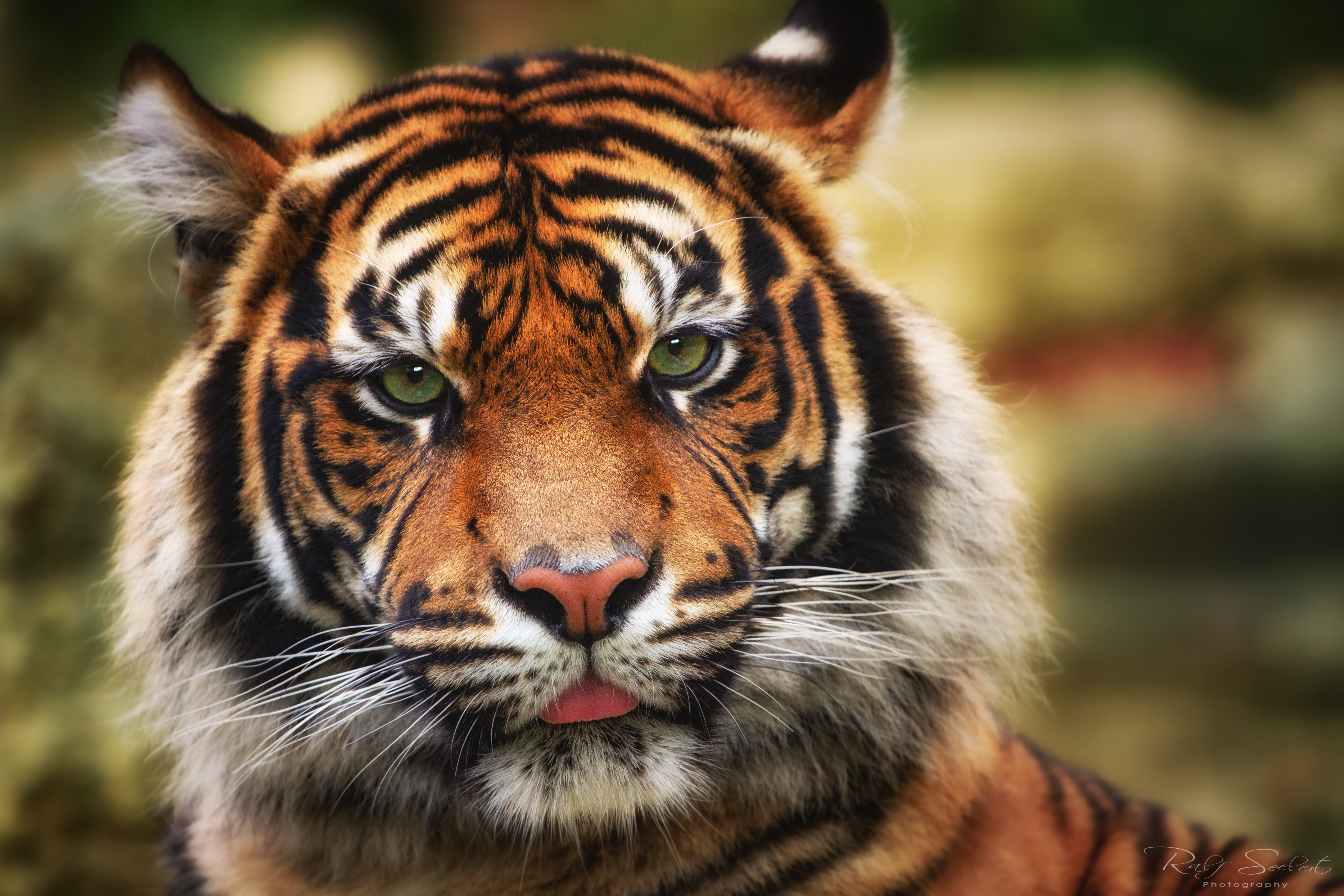 Tiger Wallpaper 4K, Big cat, Wildlife, Closeup, Predator